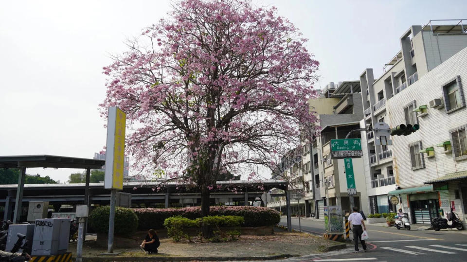 <strong>台南市北區賢良公園約種30棵洋紅風鈴木，其中一棵5樓高的洋紅風鈴木全面綻放。（圖／中天新聞）</strong>