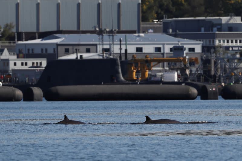 Whales are seen near the Faslane nuclear submarine base in Gare Loch