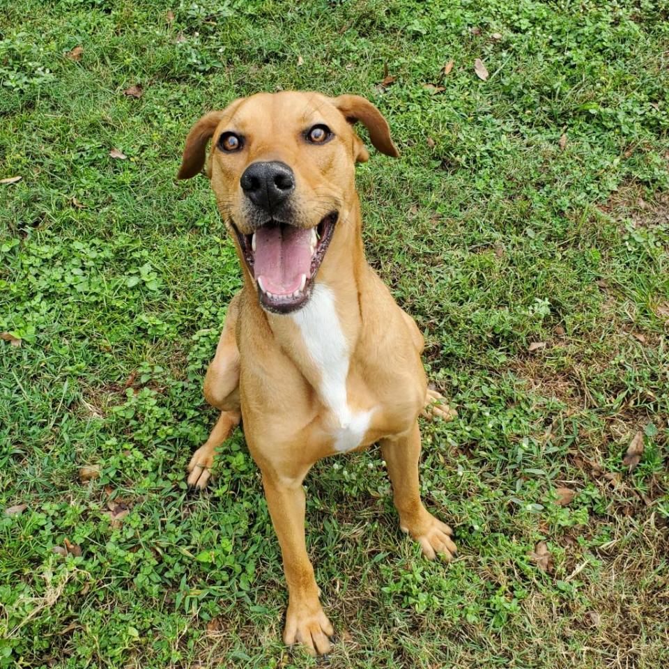Cha Cha, a 2-year-old black-mouth cur and Catahoula leaopard mix, loves to be around people. She's very energetic and loves to learn new things every day. She needs a partner to teach her and play with her. Make an appointment to meet Cha Cha at www.spcaflorida.org/appointment.