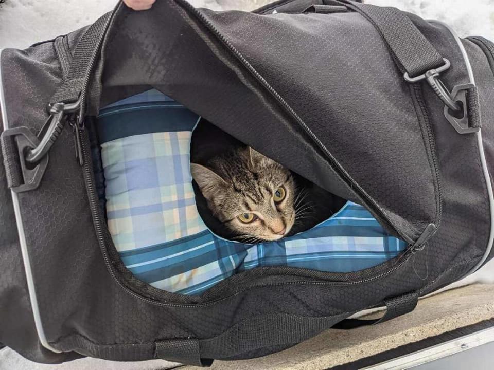 A cat and her six newborn kittens were inside a “suspicious package” opened by an Ohio bomb squad, officials say. Photo from Butler County Sheriff’s Office on Facebook.