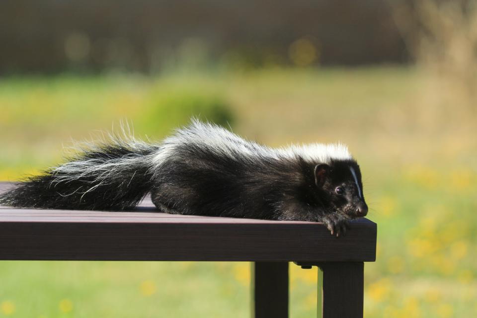 Blossom the striped skunk is one of Turtle Bay Exploration Park's newest ambassador animals. Rescued as a baby - a kit - on June 7, 2022, Blossom and her handlers educate people about animal behavior.
