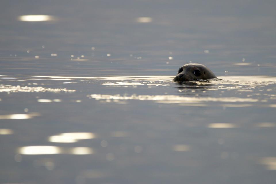 Sam Eagle, the young harbor seal rescued in November by the Marine Mammal Rescue team, was released back to the water Tuesday at a beach in Plymouth, Massachusetts.