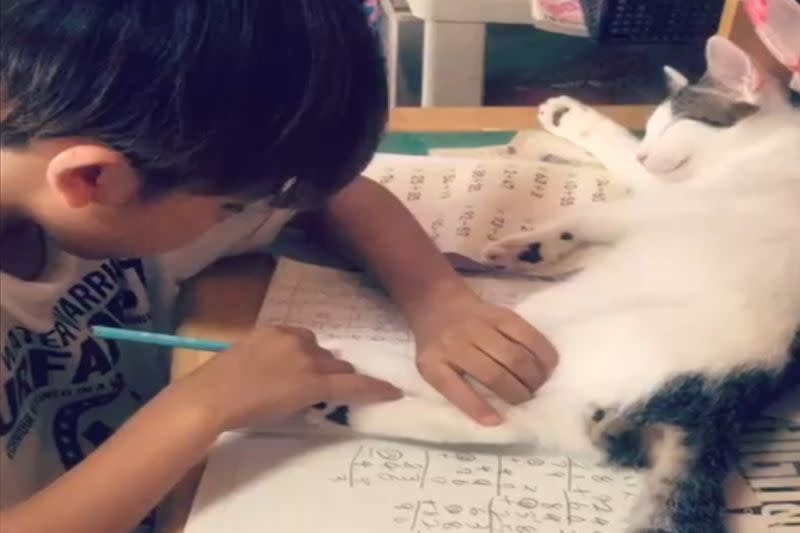 ▲日本一名小貓奴寫作業時，遭到愛貓「愛的干擾」。（圖／AP美聯社／Jukin Media）