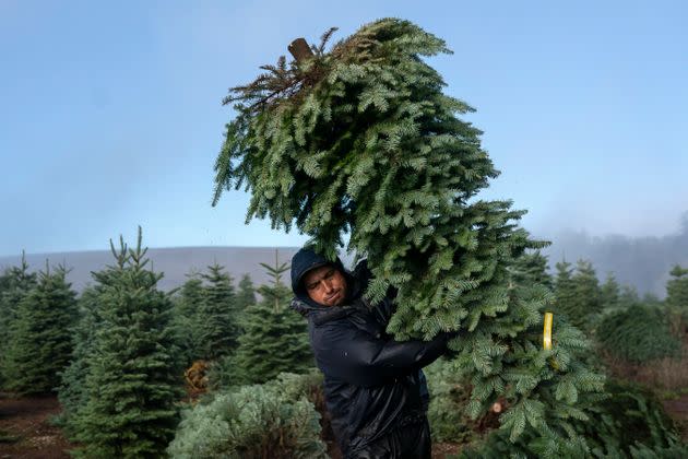 A worker at Noble Mountain Tree Farm in Salem, Oregon, in November 2020. (Photo: Nathan Howard via Getty Images)