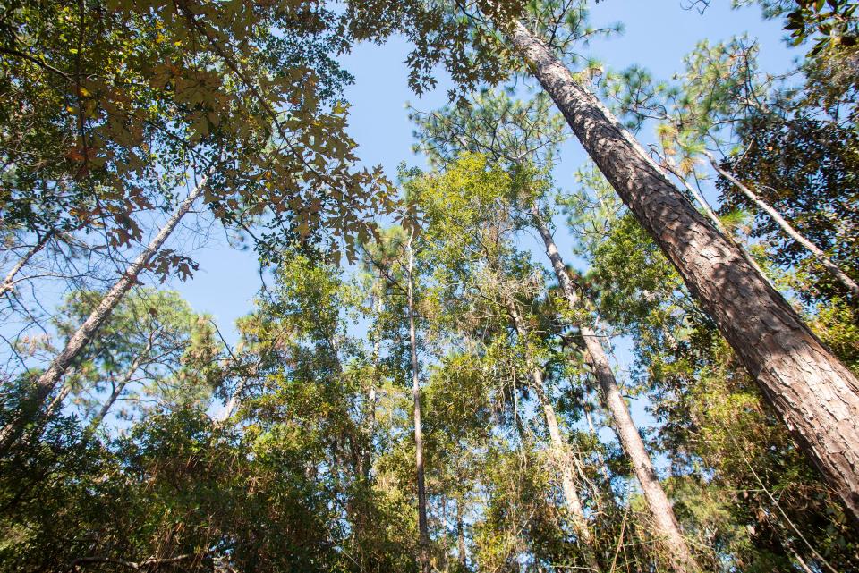 University of West Florida professor Frank Gilliam and his research team are working to determine the age of second-growth longleaf pine trees such as these on the school's campus.