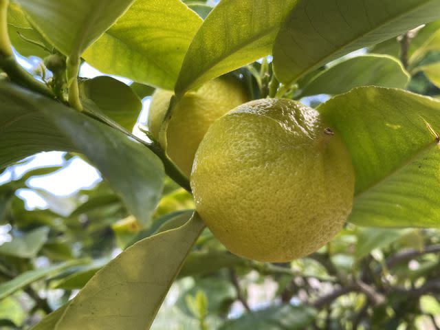 <p>Mario Krpan / Getty Images</p> Fruits of the bergamot orange (Citrus bergamia)