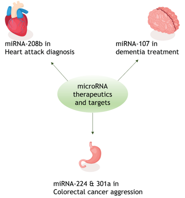 <span class="caption">MicroRNAs can be used as targets of treatment and as treatments themselves.</span> <span class="attribution"><span class="source">Alice Godden</span>, <span class="license">Author provided</span></span>
