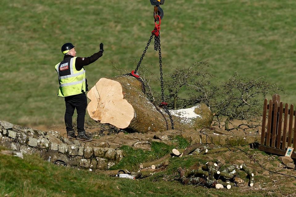 The National Trust said they were hopeful the trunk of the original tree may regrow, but it may take up to three years for this to be known (Getty Images)