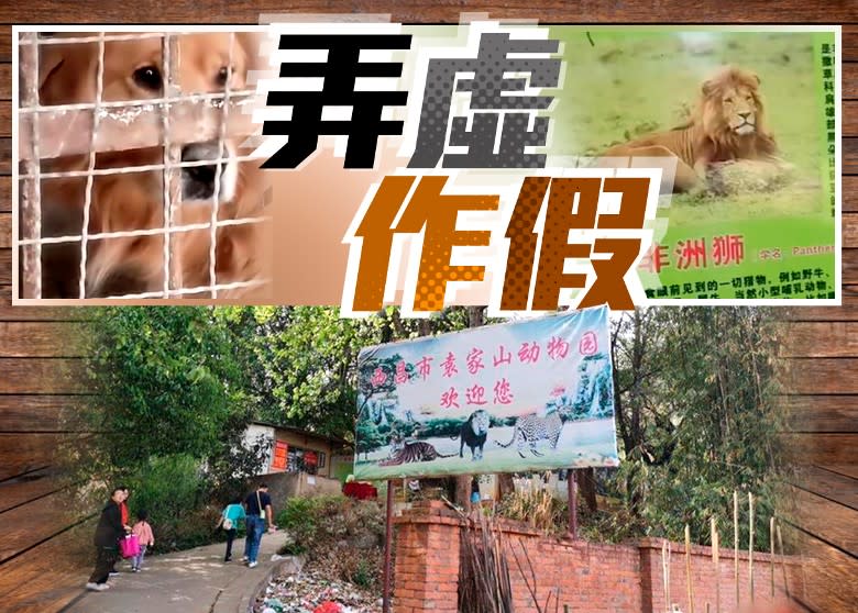 四川市民入動物園觀賞非洲獅　籠內驚見金毛犬