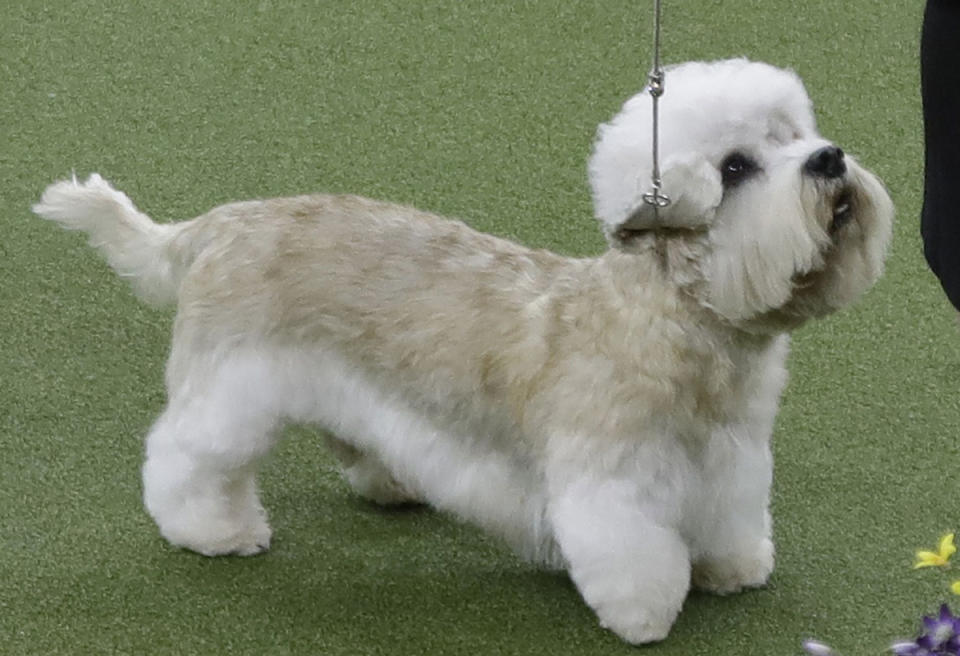<p>Registered as a vulnerable native breed by the Kennel Club, the Dandie Dinmont terrier, a small Scottish breed of dog, is known for its distinctive “top-knot” of hair (Rex) </p>