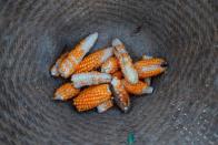 Stunted corn are pictured inside a rattan basket in a cornfield at Nuodong village of Menghai county