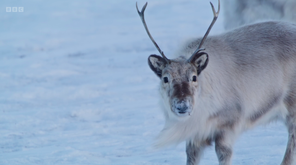 The world's smallest reindeer, found in Svalbard. (BBC screengrab)