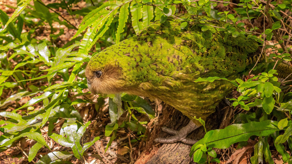 Green bird walking on forest floor