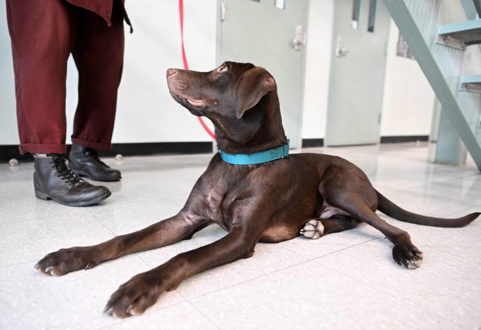 Chico looks to his handler for a treat after following a command to lay down at SCI Rockview on Tuesday, Feb. 28, 2023.