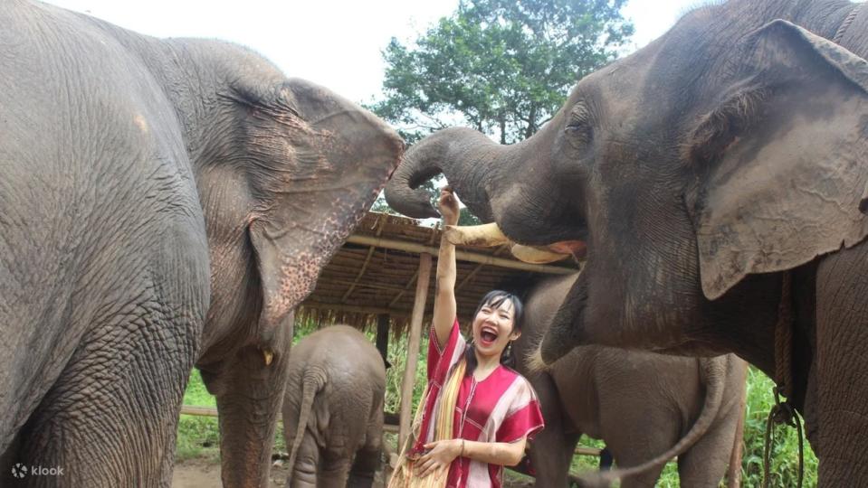 Chiang Mai Kerchor Elephant Eco Park Tour. (Photo: Klook SG)