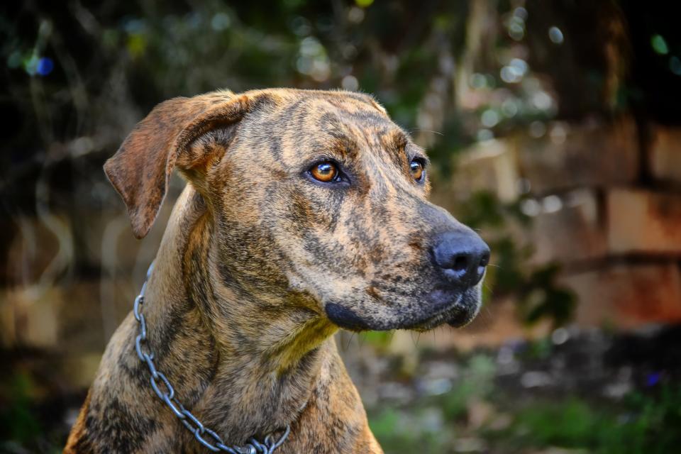 North Carolina: Plott Hound