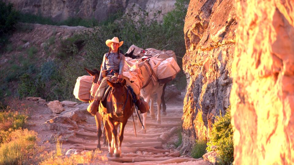 Amazon uses mules at the Grand Canyon in Arizona to deliver packages to the Phantom Ranch at the bottom of the caynon.