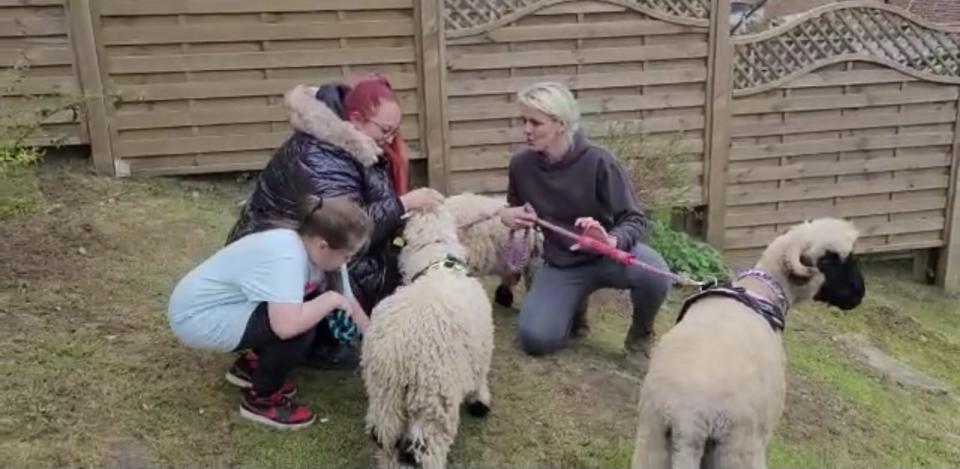 Emily and mum Claire spent time with the sheep who visited their family home in High Wycombe. (EWE Talk)
