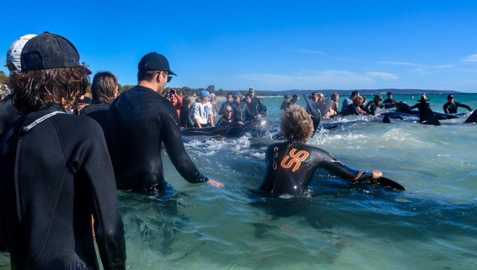 A crowd of rescuers in the water trying to save pilot whales.