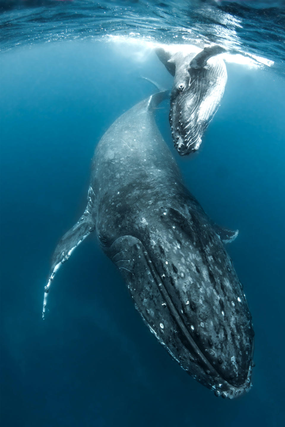 Humpback whales off the coast of Tonga. (Photo: Grant Thomas/Caters News) 