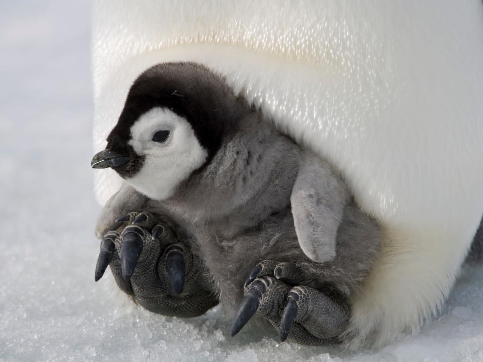 Emperor Penguin