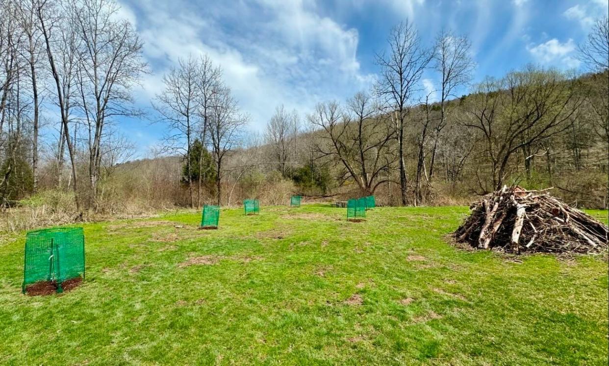 Newly planted apple trees at Apple Grove Park in Honesdale on April 14, 2024. At right is some of the leftover wood from the apple trees that were taken down by the Honesdale Borough Public Works Department in February.