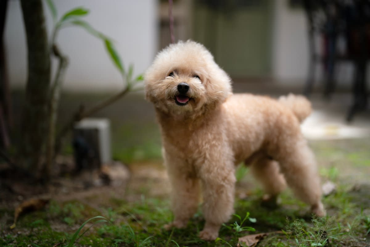 An adorable Toy Poodle<p>EL_Images via Shutterstock</p>