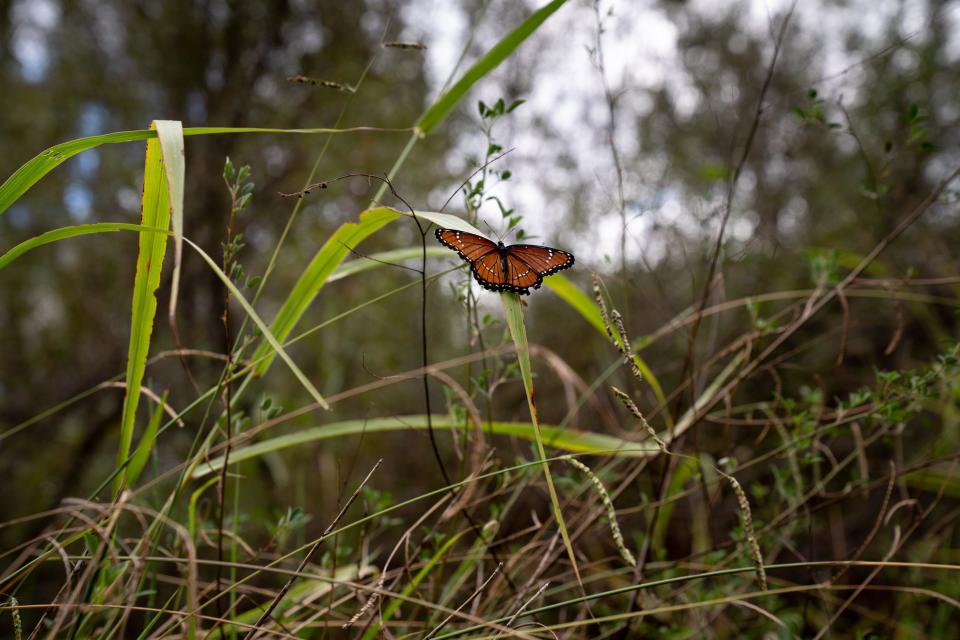 A butterfly on the Verde River, Oct. 3, 2022, near Camp Verde, Arizona.