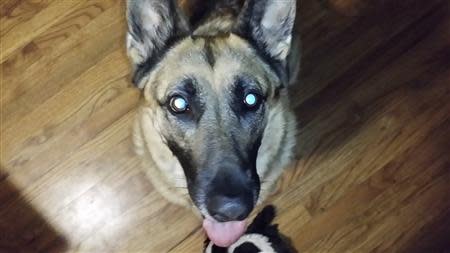 IV, a 5 year-old German Shepherd dog belonging to Barrett Griner IV, is seen in an undated photo at the family home in Bridgeton, New Jersey. REUTERS/Barrett Griner Iv/handout via Reuters