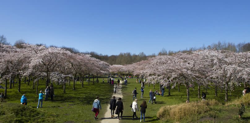 Visite el Kersenbloesempark (Parque de los Cerezos en Flor), en los Países Bajos, que cuenta con 400 de estos árboles rosas.