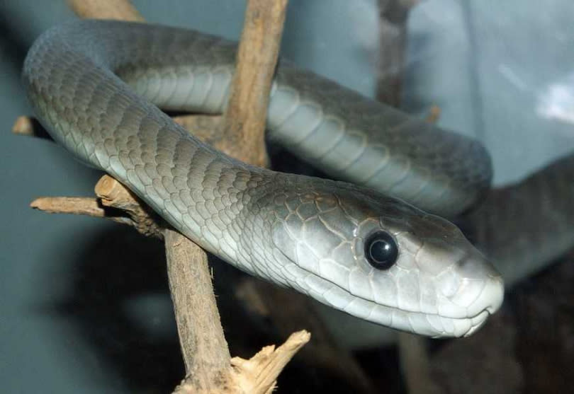 黑曼巴有「世上最毒蛇」之稱。（圖／維基百科，由 TimVickers - 自己的作品, 公有領域）