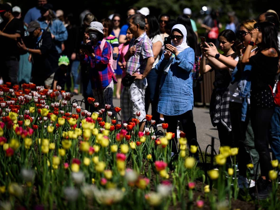 People take photos of the tulips during the Canadian Tulip Festival at Commissioners Park in Ottawa on May 13.  The festival ended yesterday. (Justin Tang/The Canadian Press - image credit)