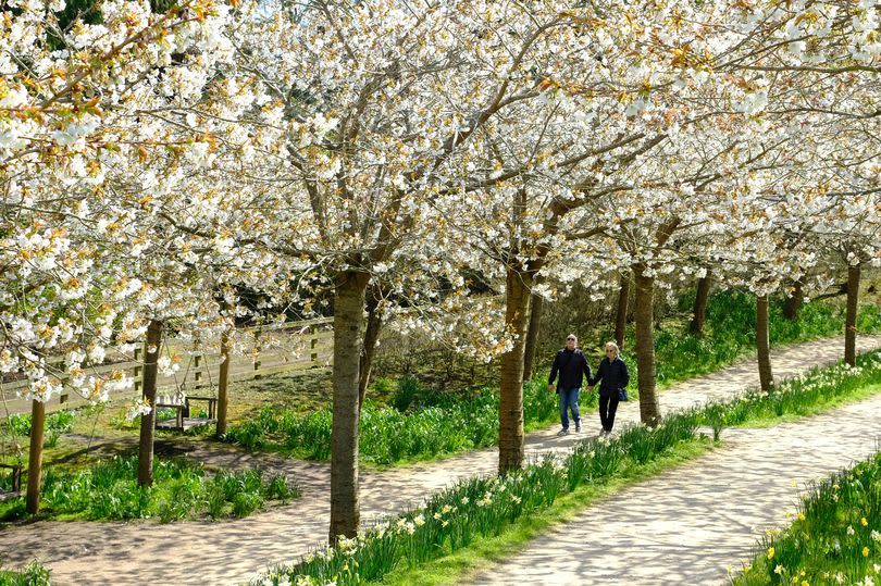 The Alnwick Garden's famous cherry blossom trees hit full bloom this week