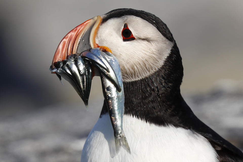 FILE-In this July 19, 2019 file photo, an Atlantic puffin carries bait fish it will feed its chick on Eastern Egg Rock, a small island off the coast of Maine. New protections to the herring population, a key food source for puffins, could help the birds survive. (AP Photo/Robert F. Bukaty, files)