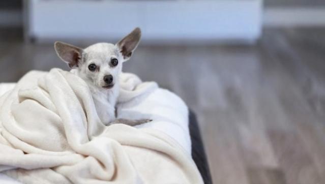 Chihuahua Spike is world's oldest dog: 'He makes the best of each day