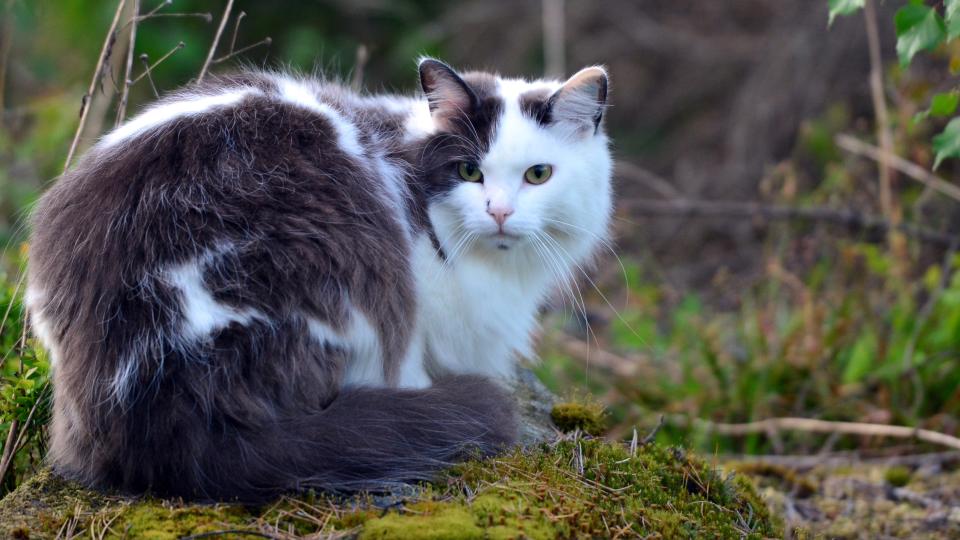 Norwegian Forest Cat sitting on mossy ground