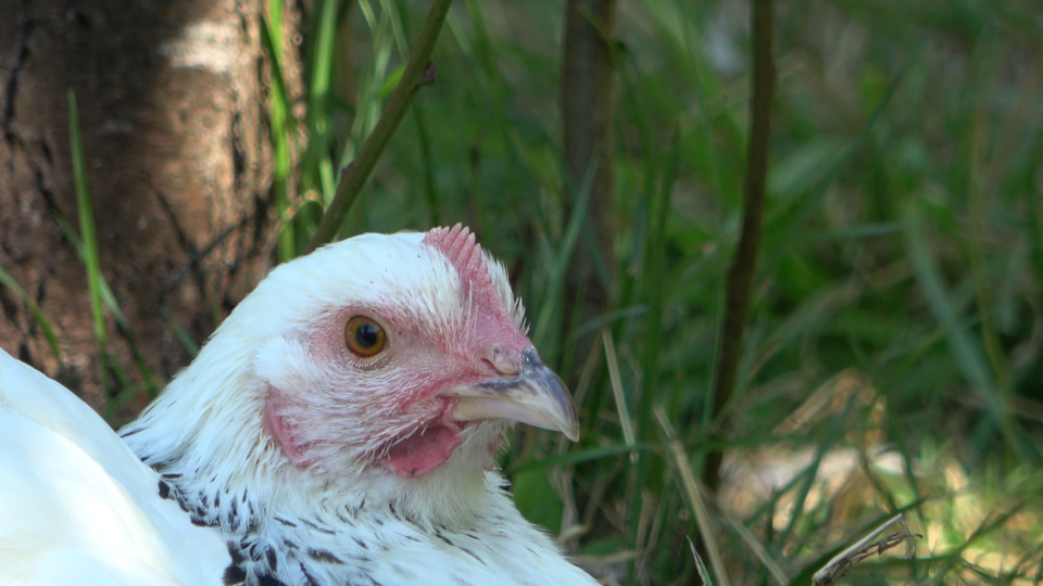 Les poules aussi ont des émotions qui les font rougir (ici dans un état calme, sans rougissement)