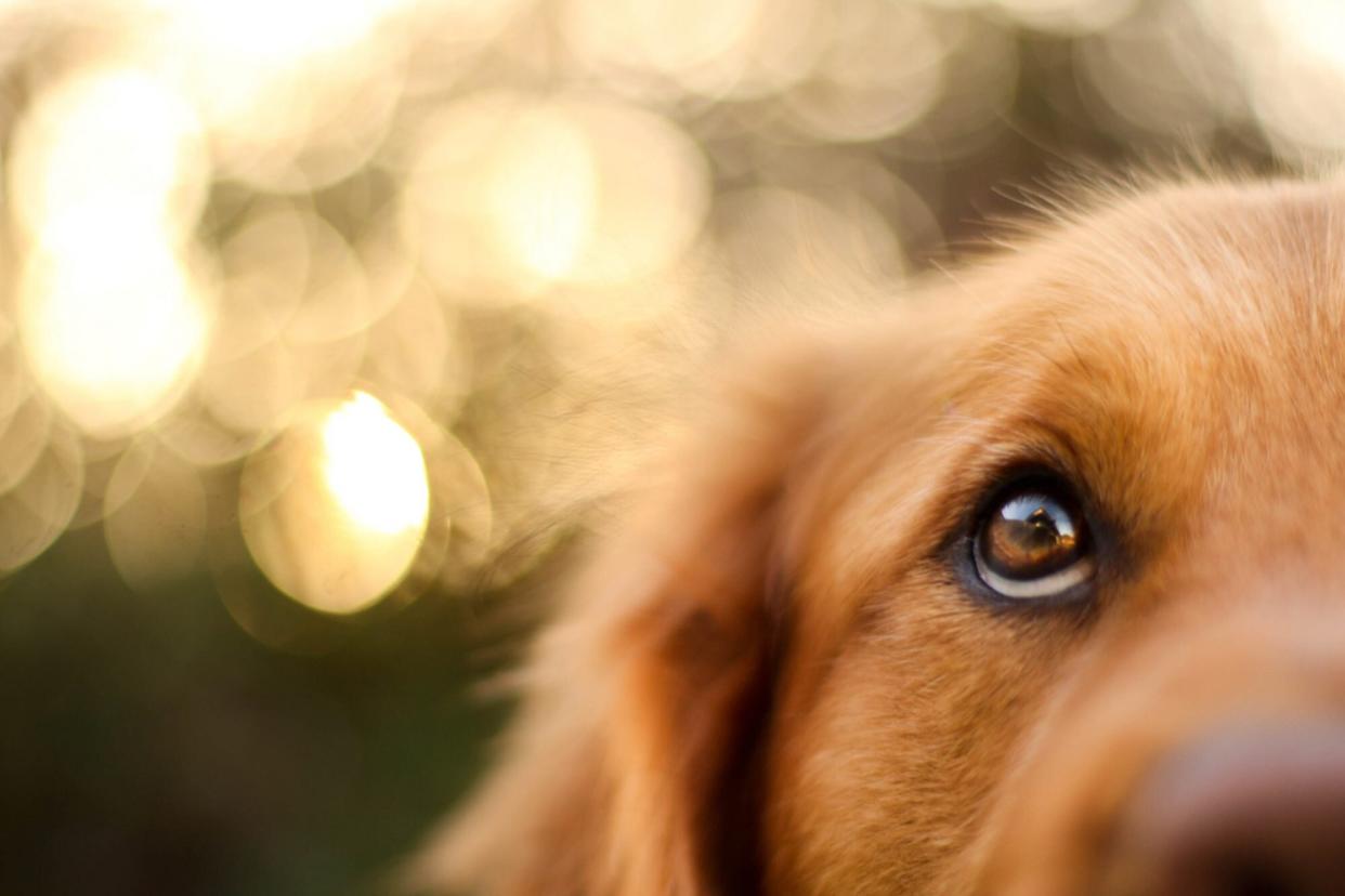 closeup of a golden retriever's eye looking for a ghost