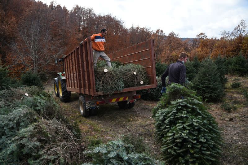 Workers gather fir trees, grown to be sold as Christmas trees at a farm in the village of Taxiarchis, during the coronavirus disease (COVID-19) pandemic, in the region of Chalkidiki