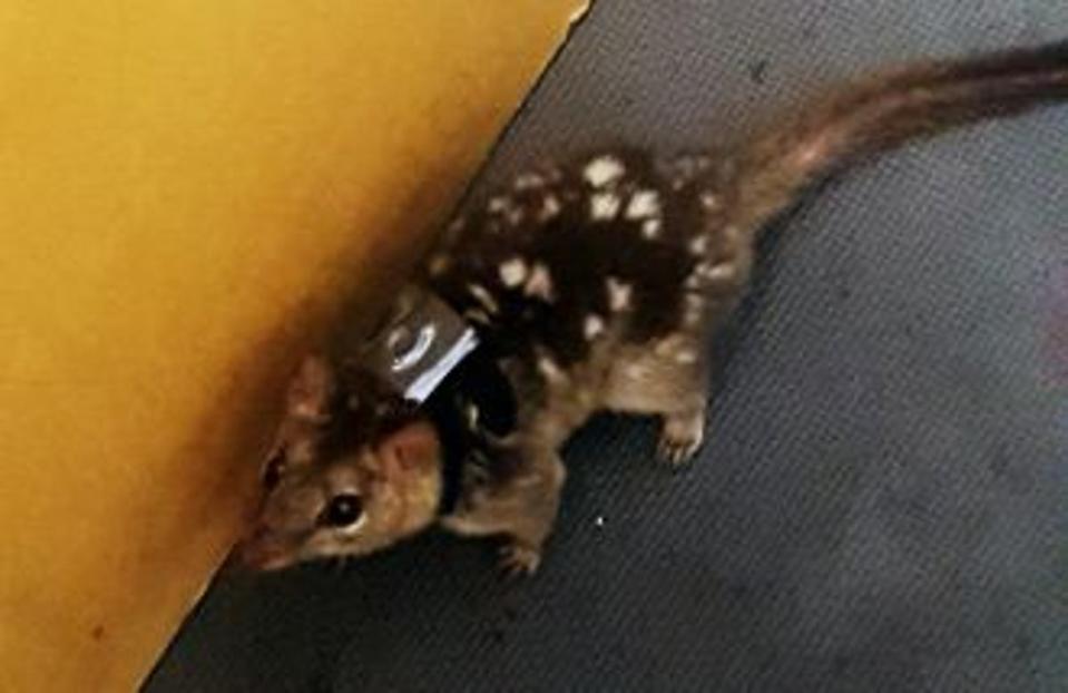 A wild roaming Northern quoll on Groote Eylandt wears a backpack with a tracker, fitted by researchers to measure the behaviour and distances travelled by endangered marsupial (University of the Sunshine Coast)