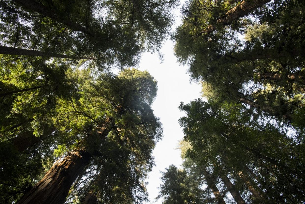 <span class="caption">Coastal redwoods in Felton, California.</span> <span class="attribution"><a class="link " href="https://www.gettyimages.com/detail/news-photo/coastal-redwoods-stand-in-the-henry-cowell-redwoods-state-news-photo/915647562" rel="nofollow noopener" target="_blank" data-ylk="slk:Carolyn Van Houten/The Washington Post via Getty Images;elm:context_link;itc:0;sec:content-canvas">Carolyn Van Houten/The Washington Post via Getty Images</a></span>