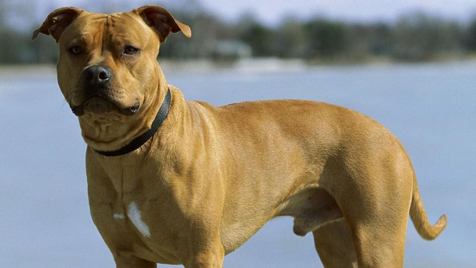 Supplied image of an American Pitbull for features. Pic - Getty Images