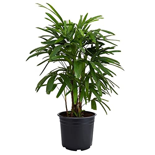 American Plant Exchange Real Live Lady Palm 6