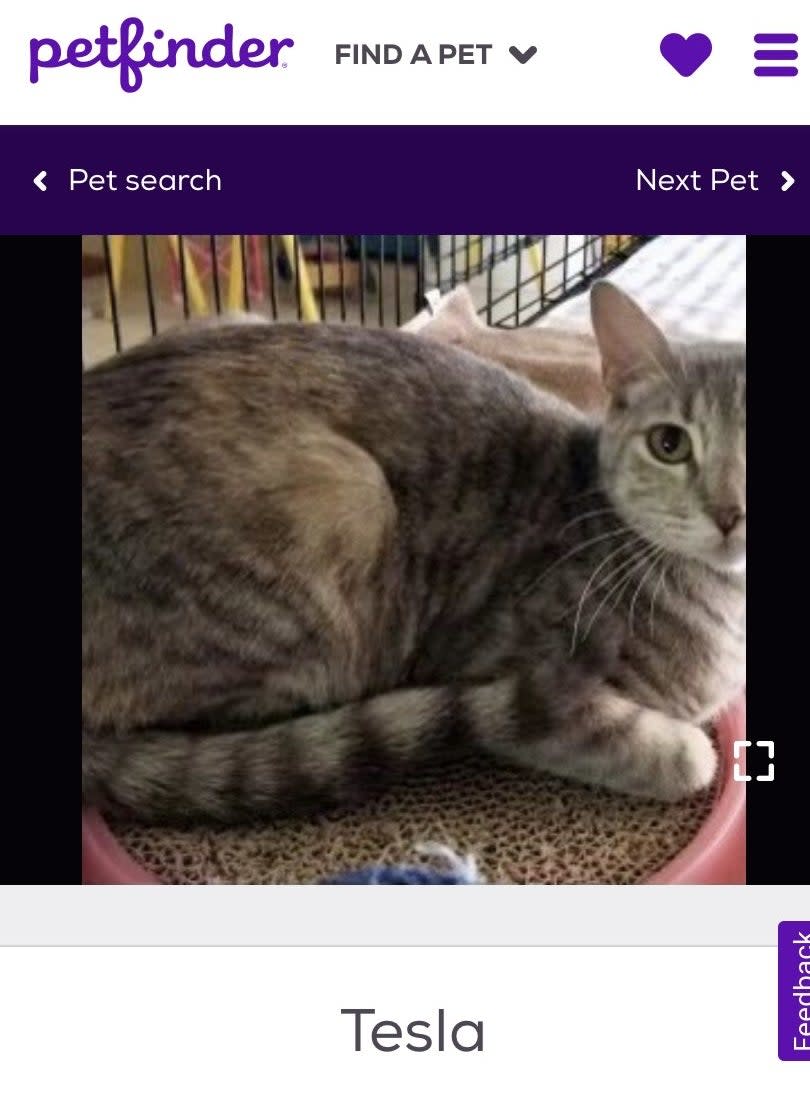 A screenshot of a striped cat with a name tag underneath