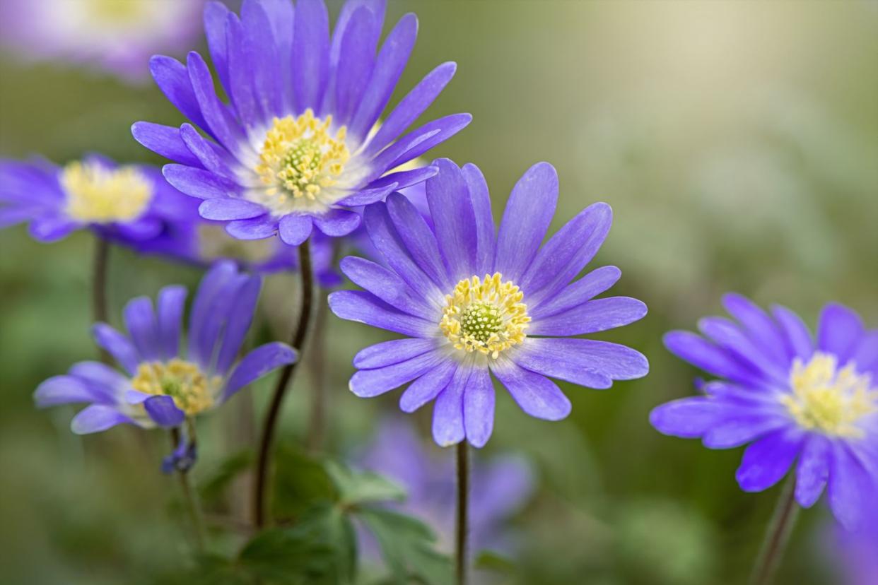 close up image of the spring flowering anemone blanda blue flower also known as the winter windflower