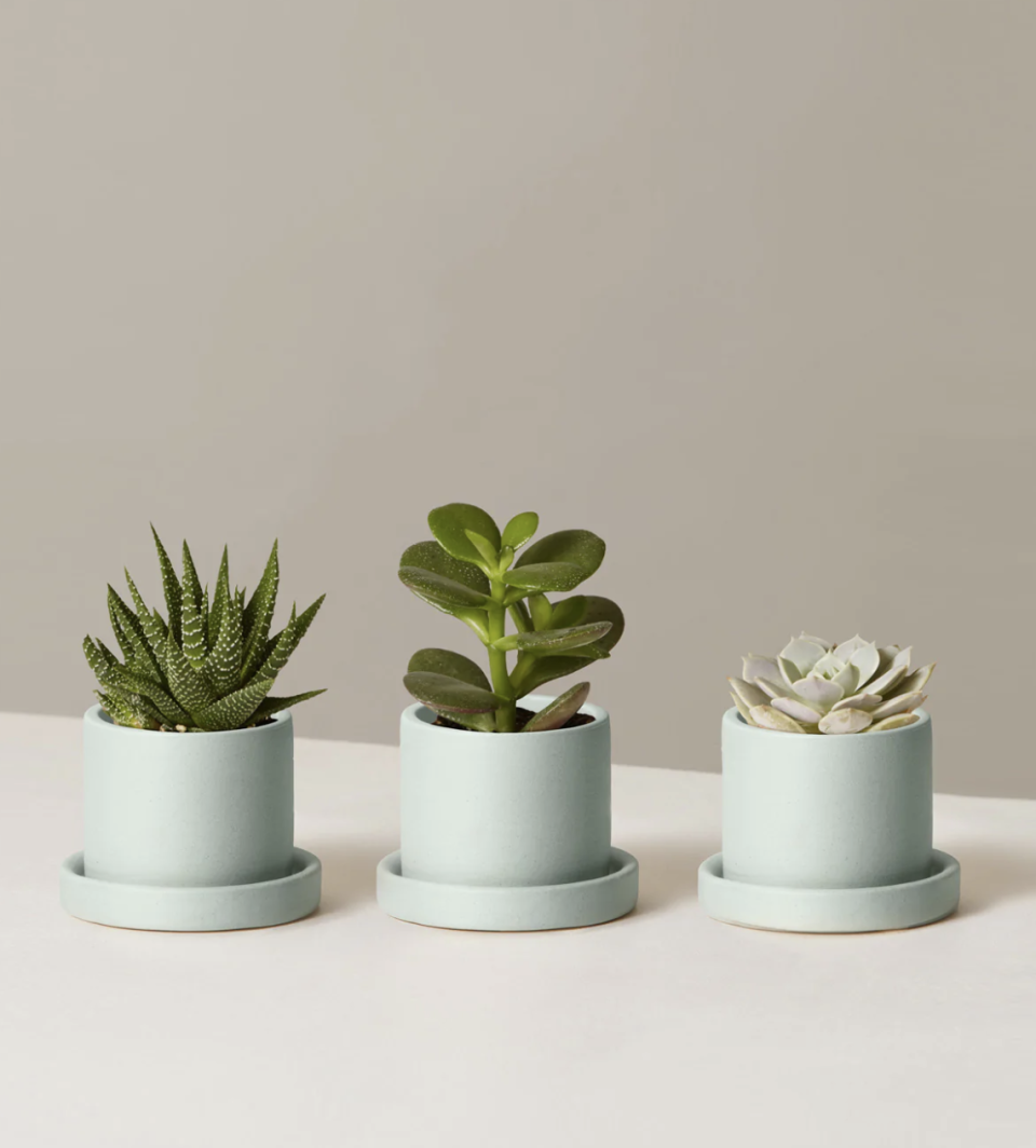 <p><a href="https://go.redirectingat.com?id=74968X1596630&url=https%3A%2F%2Fwww.thesill.com%2Fproducts%2Fpotted-succulent-assortment&sref=https%3A%2F%2Fwww.housebeautiful.com%2Fshopping%2Fg37679474%2Famazon-gift-ideas%2F" rel="nofollow noopener" target="_blank" data-ylk="slk:Shop Now;elm:context_link;itc:0;sec:content-canvas" class="link ">Shop Now</a></p><p>Succulent Assortment</p><p>thesill.com</p><p>$82.00</p><span class="copyright">The Sill</span>