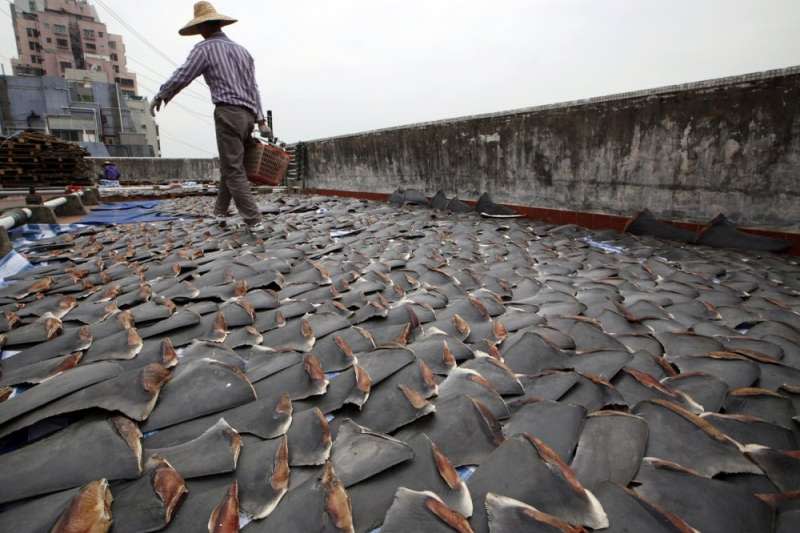 香港漁民曝曬魚翅。（AP）