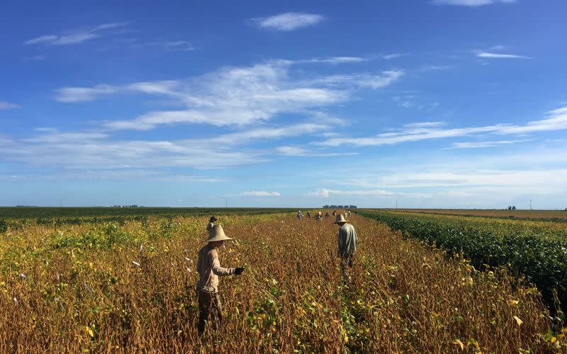 FILE PHOTO: Workers are seen at a soy plantation in a farm in Sao Desiderio