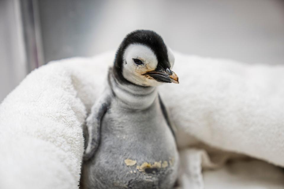 SeaWorld in San Diego, California welcomed an emperor penguin on Sept. 12, 2023, the first species hatching at the facility in almost 13 years. She'll be named Pearl, Pandora or Astrid following a public poll that lasts until Tuesday, Oct. 31, 2023.