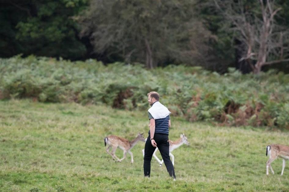 Deer: He approached the animals in Richmond Park